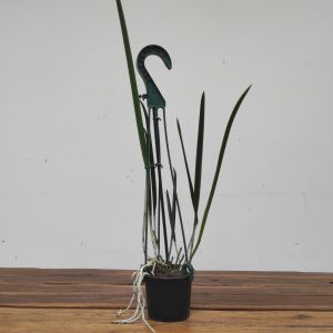 Brassocattleya Frenchy'S Blue Lagoon - Suspensão