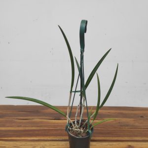 Rossioglossum 'David Sander' - Suspensão