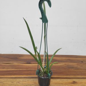 Brassocattleya Binosa 'Exotic Lime' - Suspensão