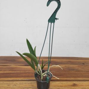 Brassocattleya 'Nok Noi' - Suspensão