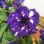 Petunia Night Sky - Suspensão