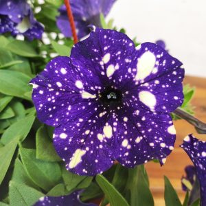 Petunia Night Sky - Suspensão