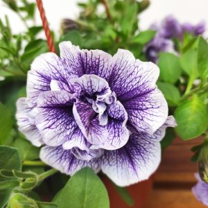 Petunia X Atkinsiana Tumbelina - Suspensão