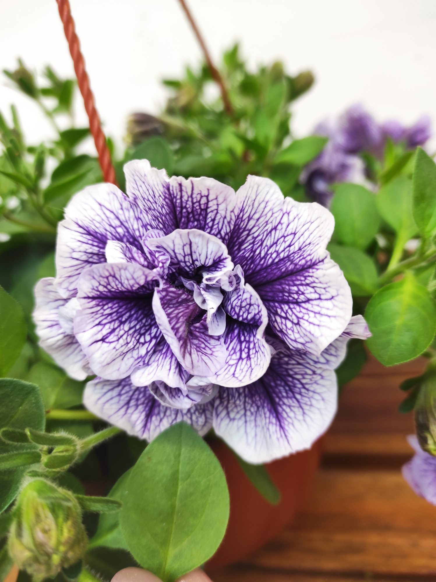 Petunia X Atkinsiana Tumbelina - Suspensão