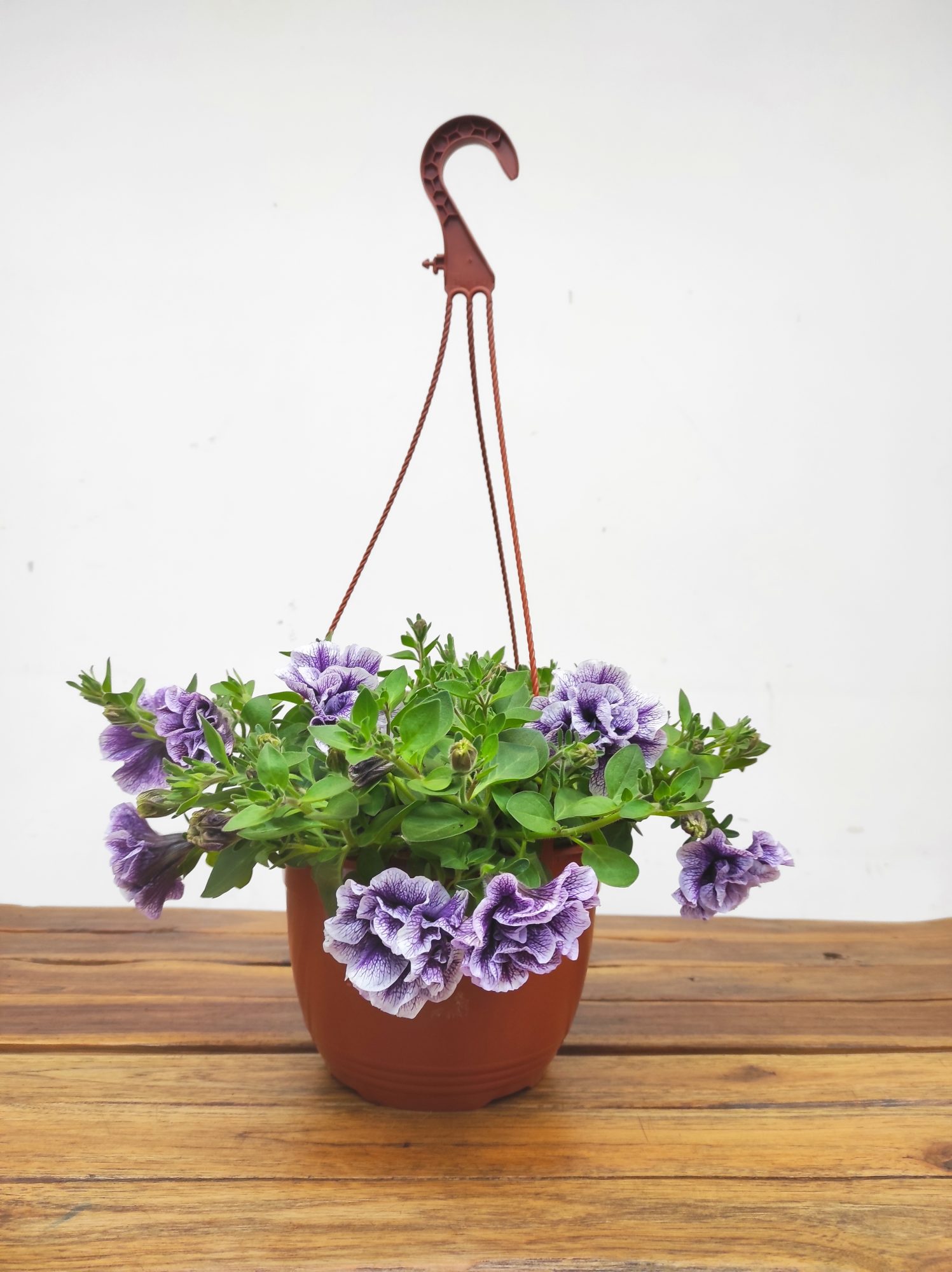 Petunia X Atkinsiana Tumbelina - Suspensão - Image 2
