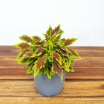 Coleus V.13