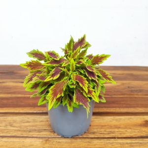 Coleus V.13