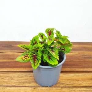 Coleus V.13
