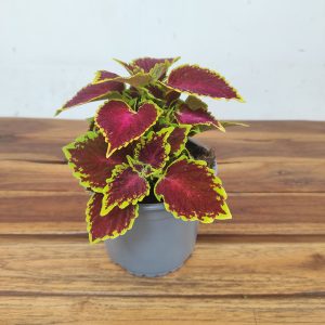 Coleus V.13