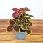 Coleus V.13