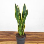 Sansevieria Trifasciata 'Laurentii' V.14