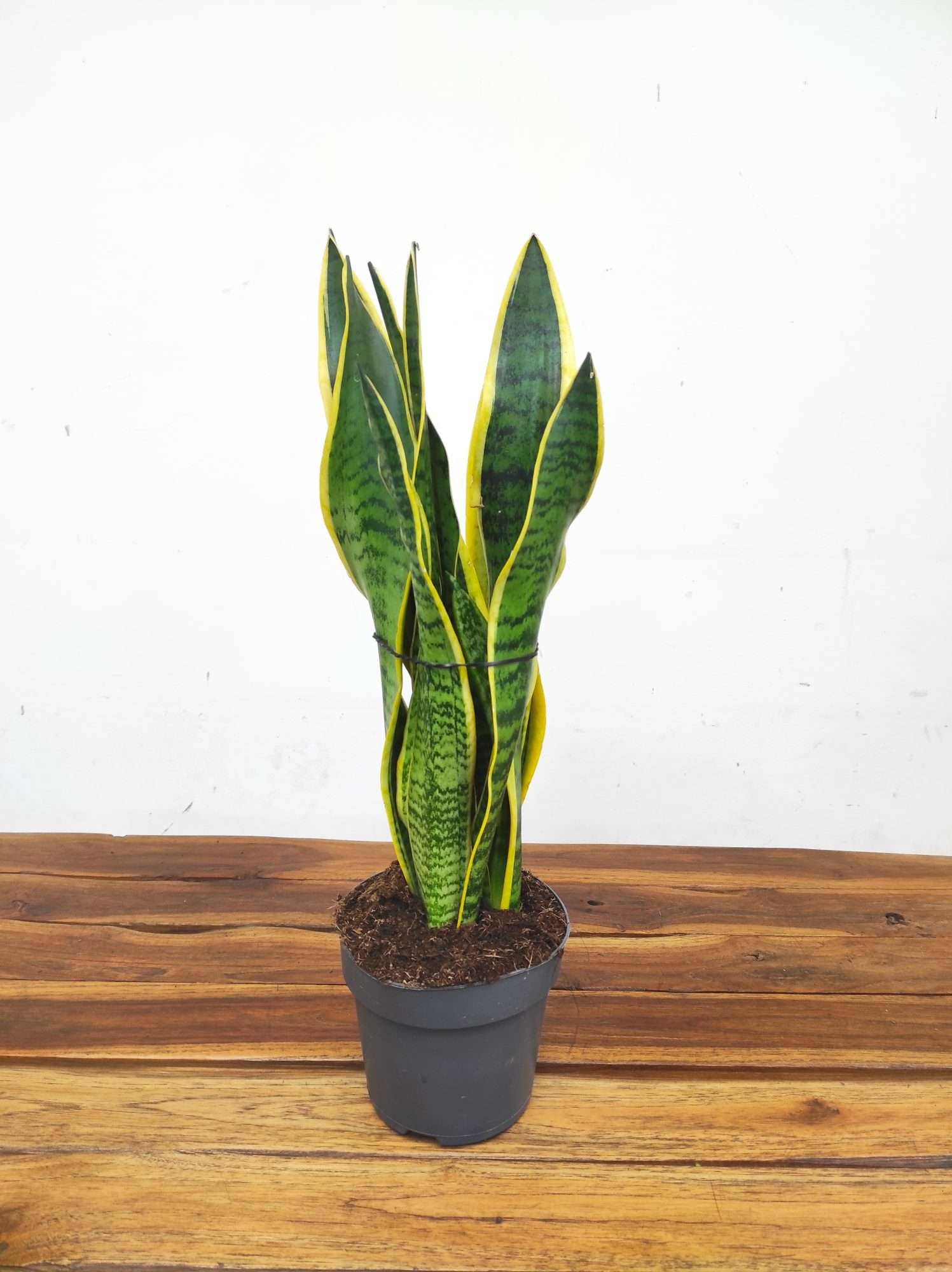Sansevieria Trifasciata 'Laurentii' V.14