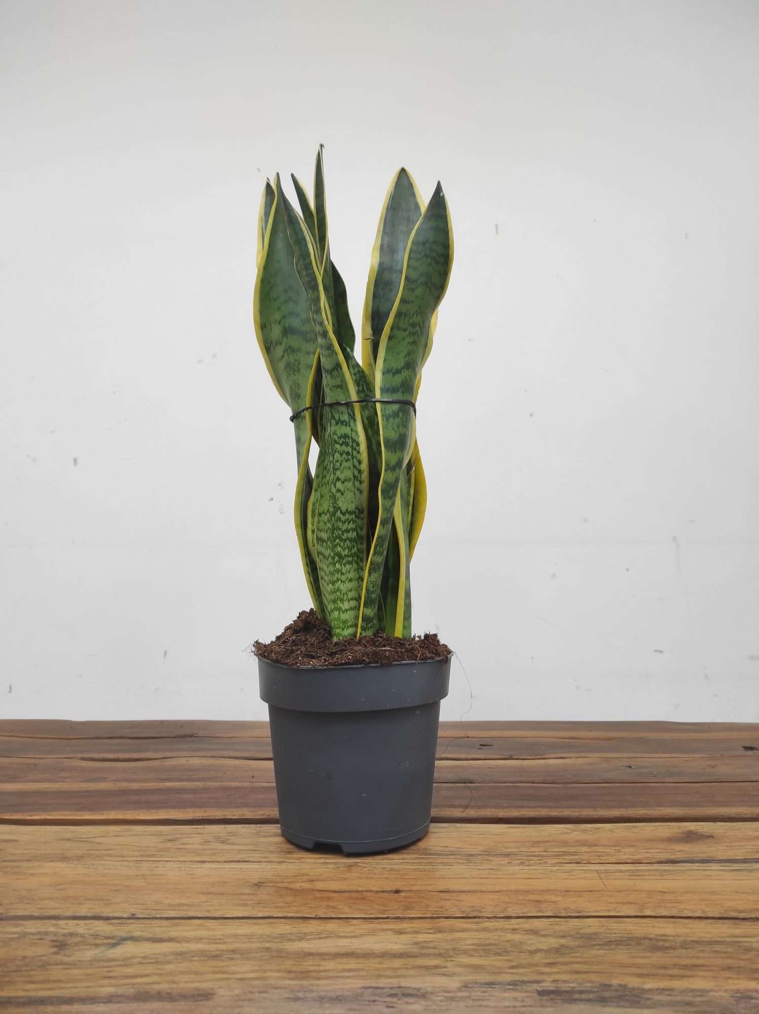 Sansevieria Trifasciata 'Laurentii' V.14 - Image 2