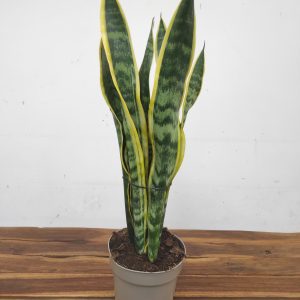 Sansevieria Trifasciata 'Laurentii' V.17