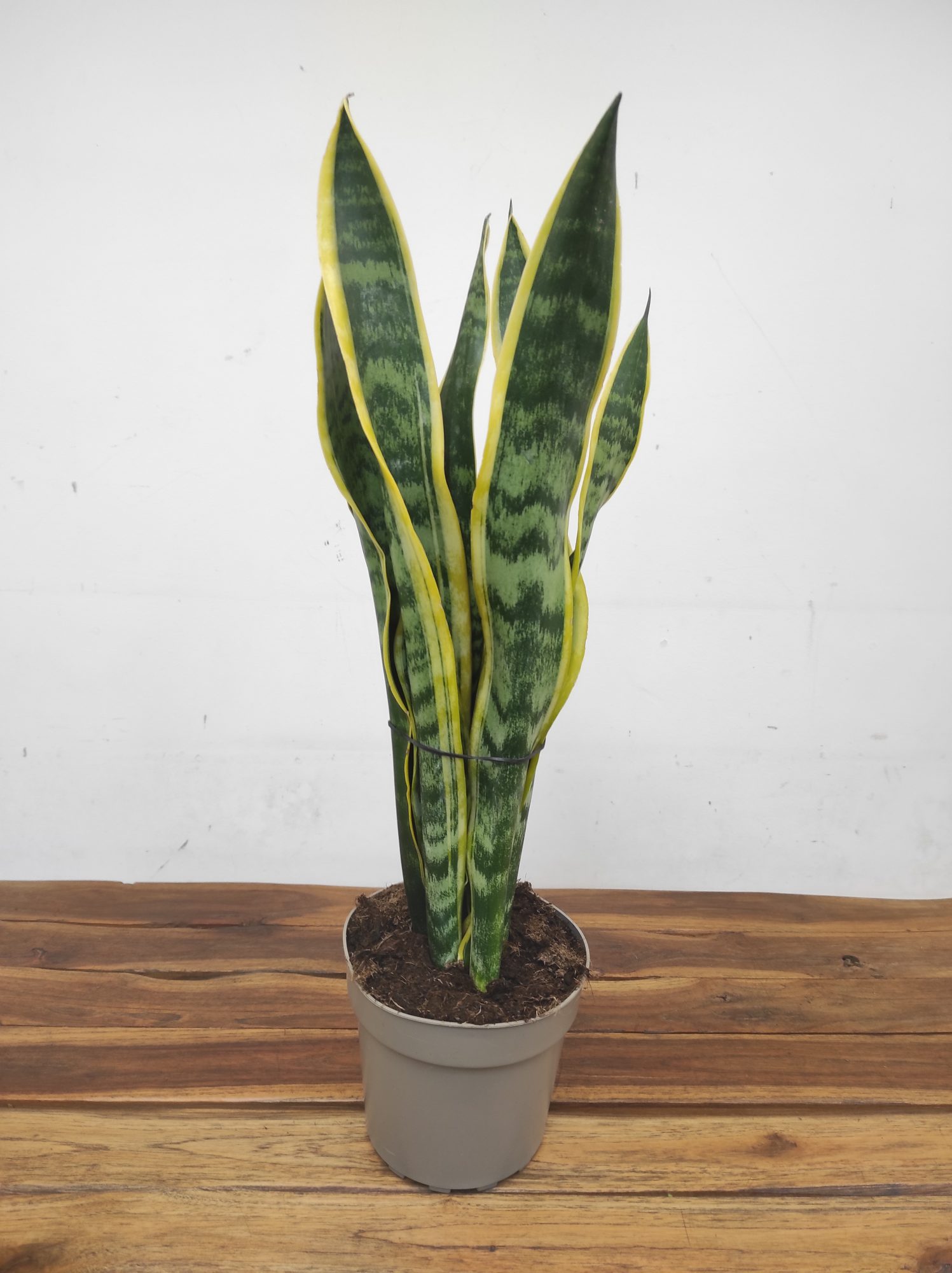 Sansevieria Trifasciata 'Laurentii' V.17