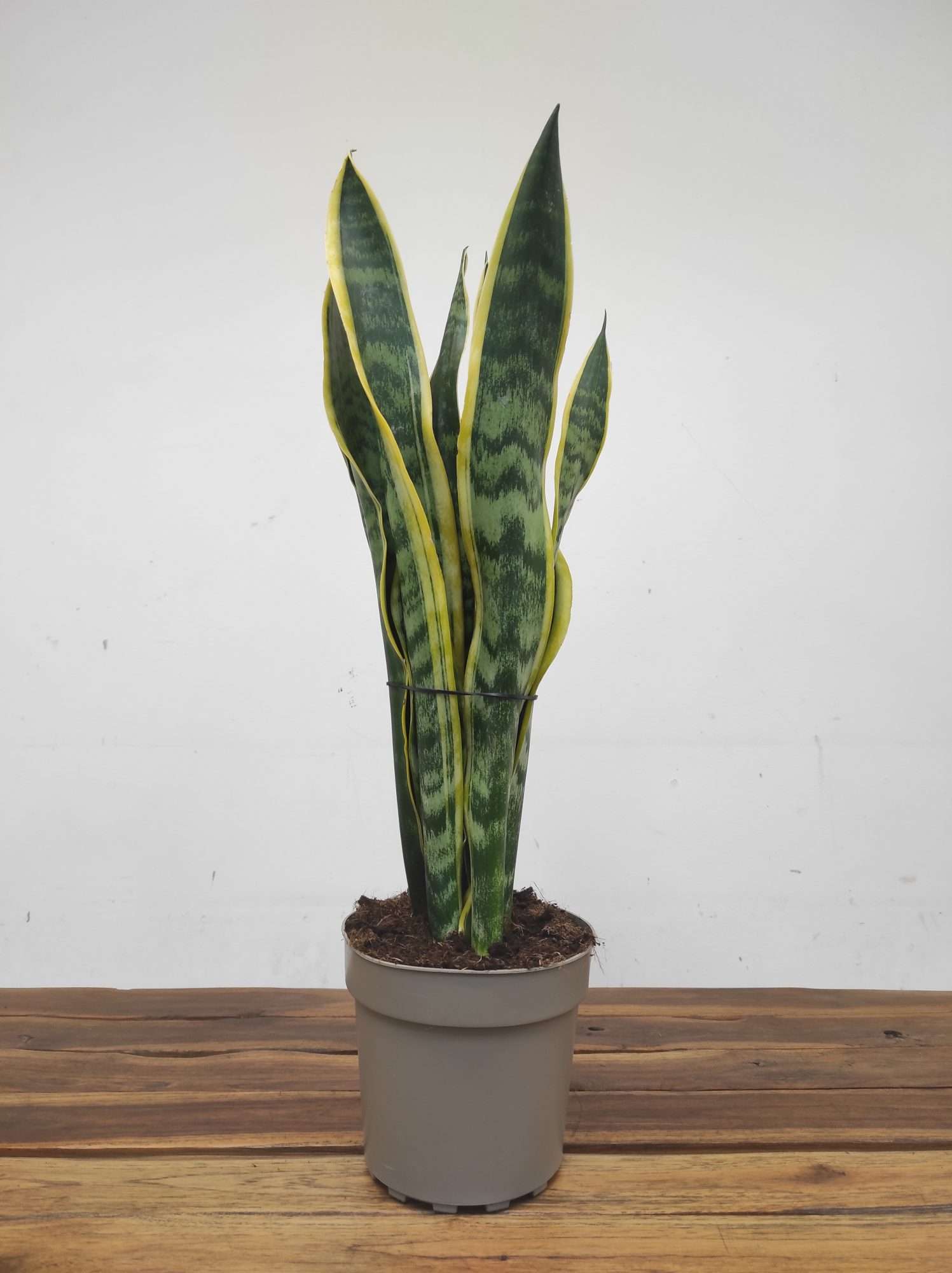 Sansevieria Trifasciata 'Laurentii' V.17 - Image 2