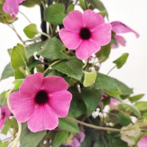 Thunbergia Rosa V.17