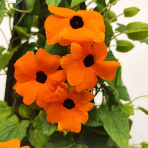 Thunbergia Laranja V.17
