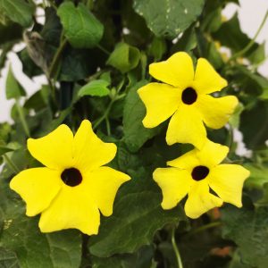 Thunbergia Amarelo V.17