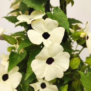 Thunbergia Branco V.17