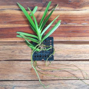 Vanda Ampullacea Pink