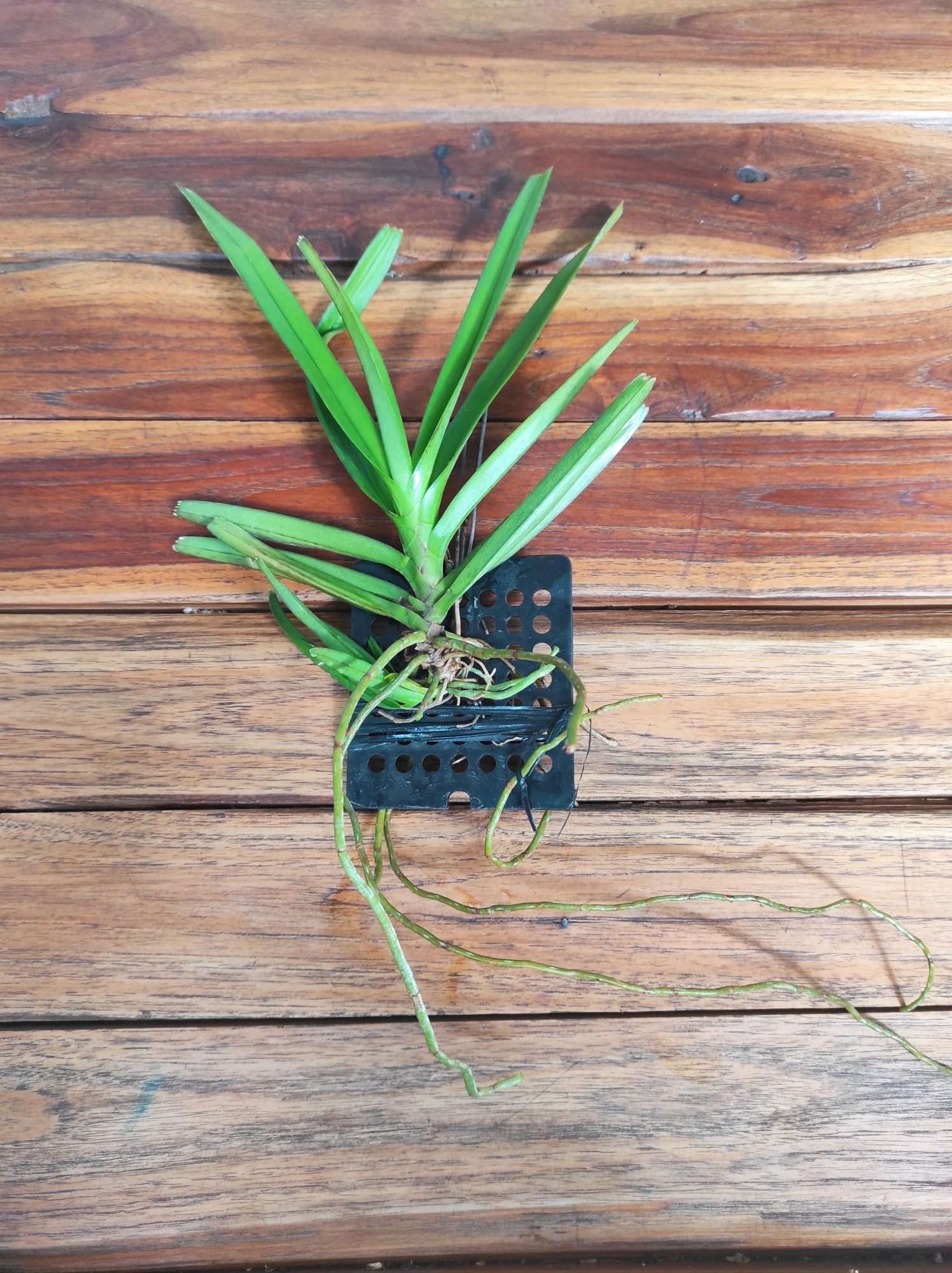 Vanda Ampullacea Pink