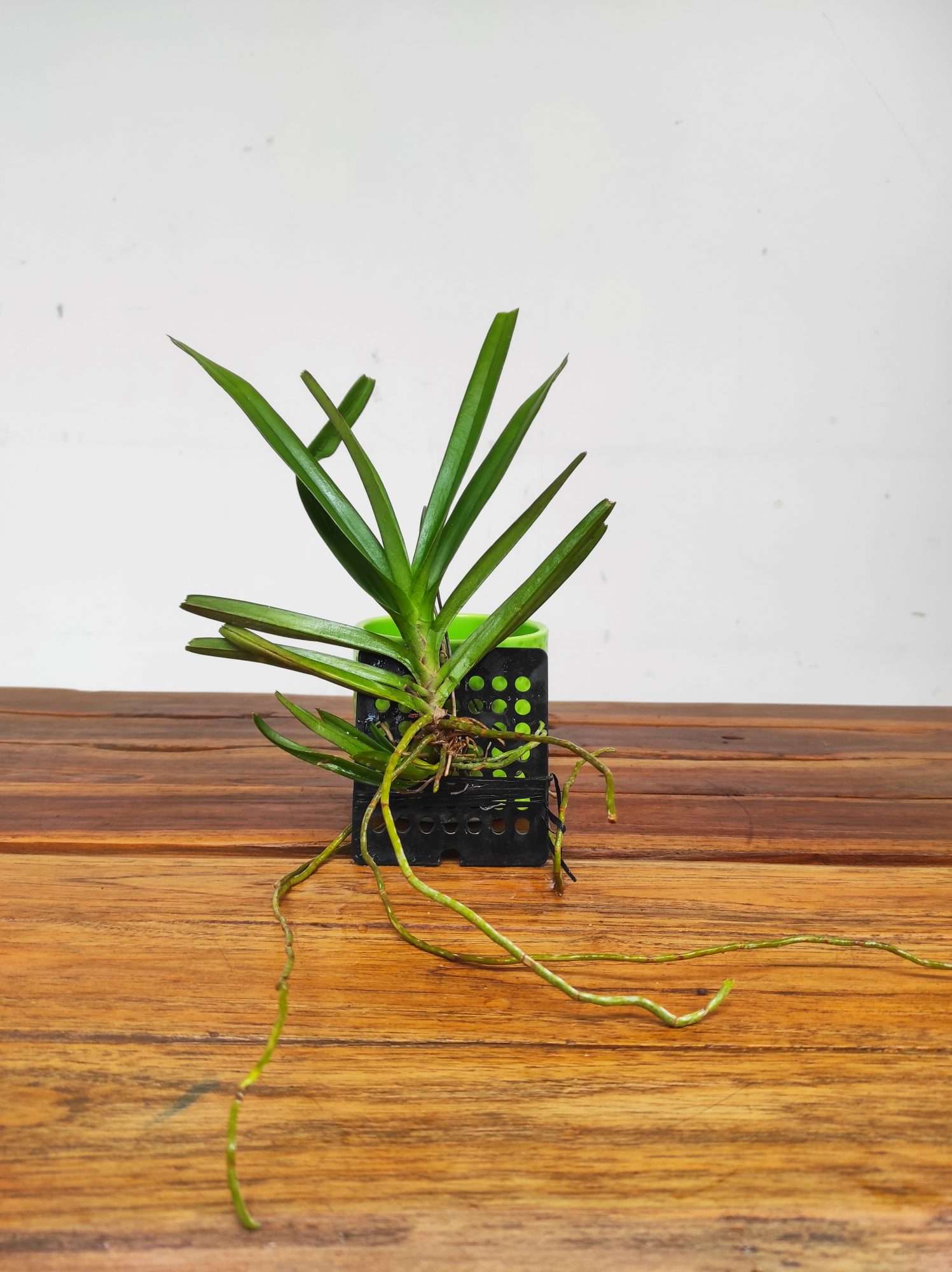 Vanda Ampullacea Pink - Image 2