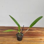 Cattleya Purpurata F. Sanguinea - Sem Flor