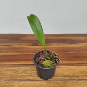 Bulbophyllum Graveolens - Sem Flor