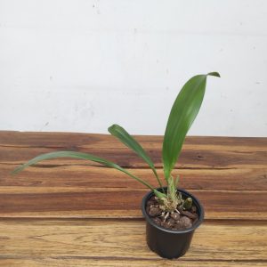 Coelogyne Sulphurea - Sem Flor