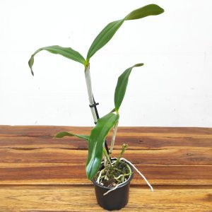 Cattleya Guttata Var. Coerulea - Sem Flor