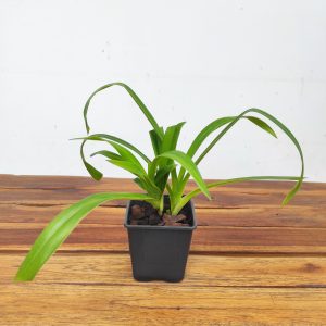 Phragmipedium 'Sedenii' - Sem Flor