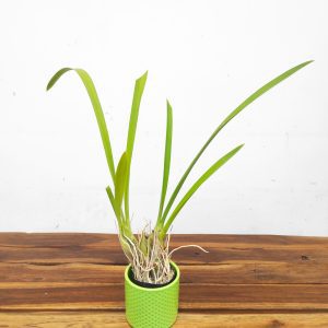 Cymbidium 'Little Black Sambo' - Sem Flor