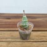 Catasetum Donna Wise X Mo.Painted Desert - Sem Flor