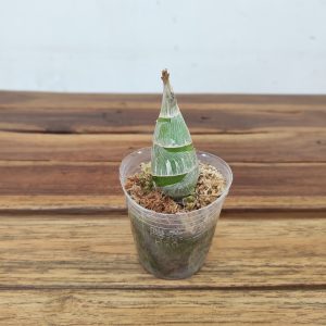 Catasetum Donna Wise X Mo.Painted Desert - Sem Flor