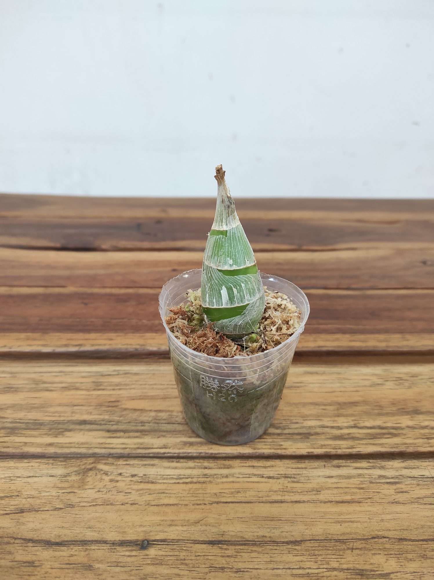 Catasetum Donna Wise X Mo.Painted Desert - Sem Flor