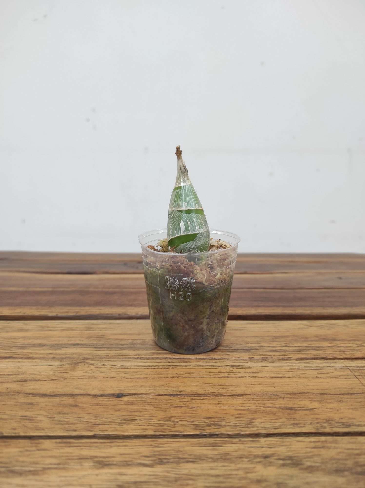 Catasetum Donna Wise X Mo.Painted Desert - Sem Flor - Image 2