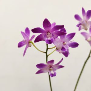 Dendrobium 'Kingianum Sunflower'