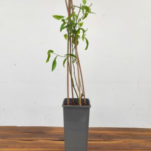 Vaccinium Corymbos. 'Bluecrop'