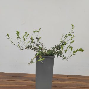 Vaccinium Macrocarpon 'Cranberry'