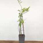 Vaccinium Corymbosum 'Pink Lemonade'