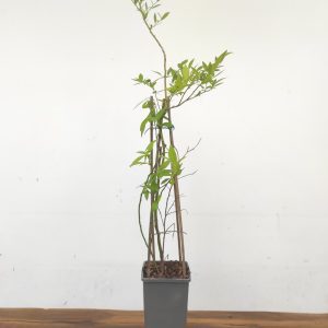 Vaccinium Corymbosum Pink Lemonade