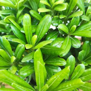 Pittosporum Tobira Nana V.19