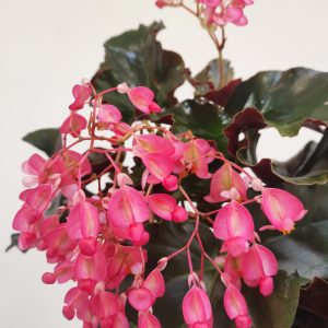 Begonia Leaf Alice Faye