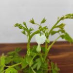 Dicentra Spectabilis Alba Branca