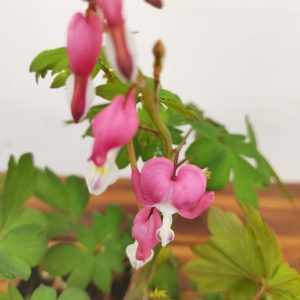Dicentra Spectabilis Rosa