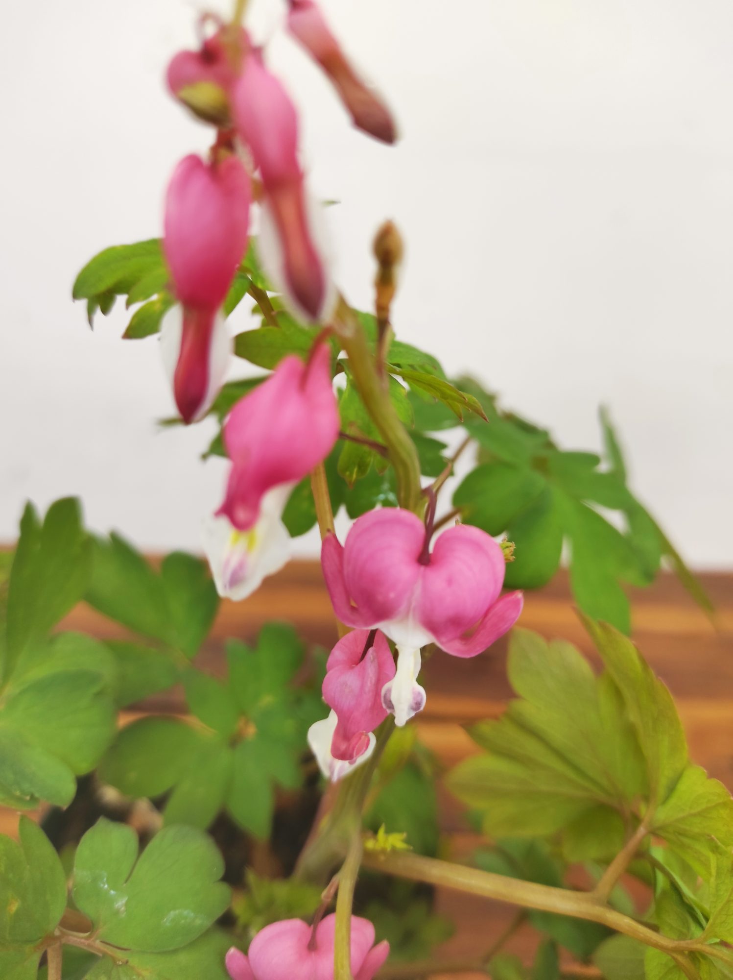 Dicentra Spectabilis Rosa