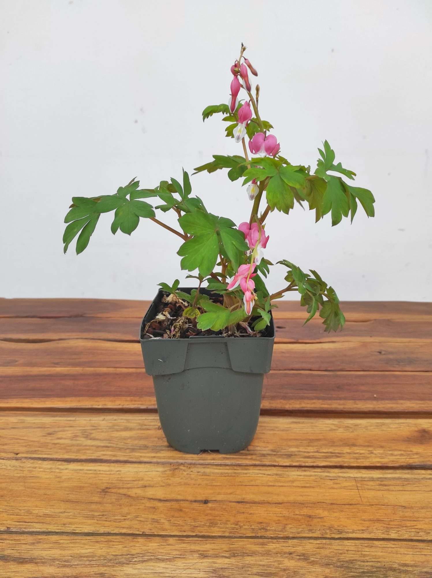 Dicentra Spectabilis Rosa - Image 2