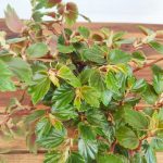 Begonia Leaf Foliosa
