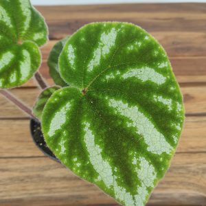 Begonia Leaf Ngoc Lac Green Form